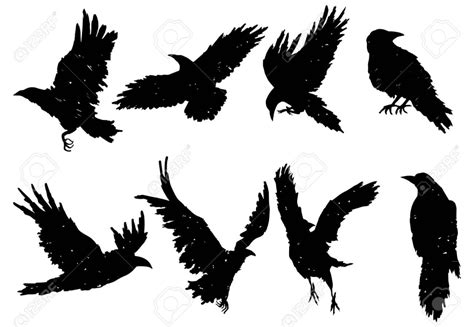 Set Of Ravens A Collection Of Black Crows Silhouette Of A Flying Crow
