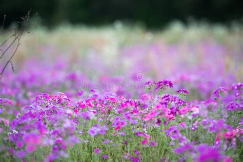 Spring Purple Wild Flower Field Stock Image Image Of Macro Flora