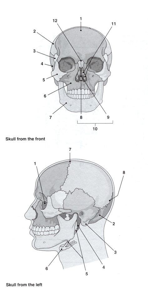 Skull Anatomy Worksheets
