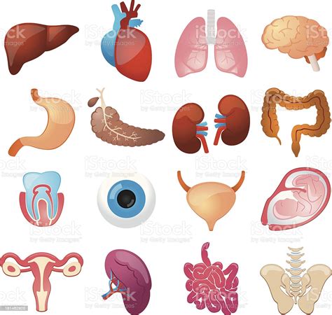 They include the brain, heart, lungs, spleen, muscles, stomach. Human Organs Color Icons Stock Illustration - Download ...