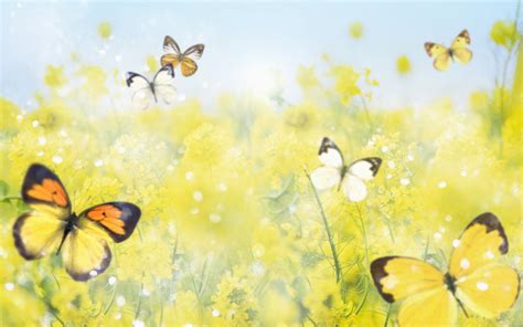 Spring Butterfly Wallpaper Computer Desktop 12597