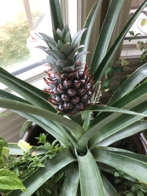 My Baby Pineapple Is Growing After Almost Two Years Wait Rgardening