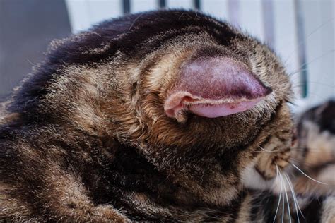 Ear Hematoma In Cats Cat World