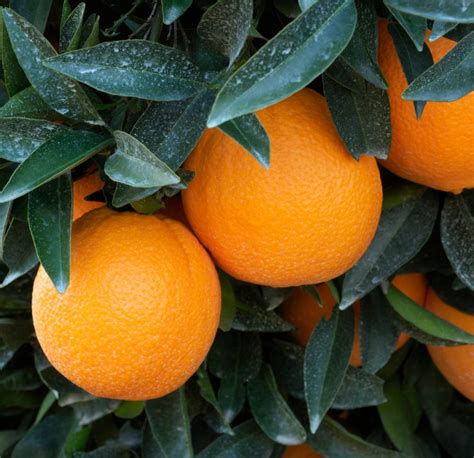 Washington Navel Orange Tree For Sale Online By Alder And Oak Plants
