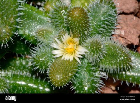 Pickle Plant Delosperma Echinatum Flower South Africa Stock Photo