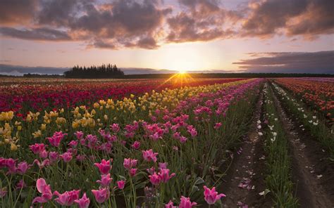 Summer Tulip Flowers Fields Sun Rays Morning Dawn 2560x1600