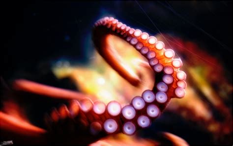 Octopus Hd Wallpaper Background Image 1920x1080 Id962
