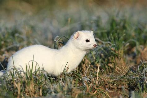 5 Most Common Places Where Weasels Live Pest Pointers