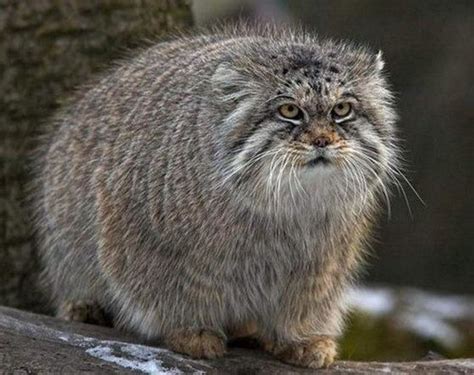 These 20 Cute Fluffy Animals Are Best At What They Do Small Wild Cats