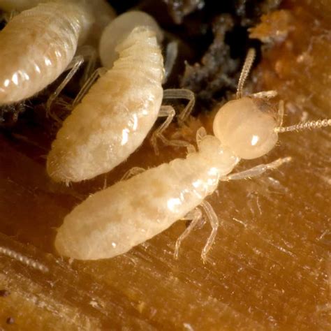 Subterranean Termites Bugsys Pest Solutions