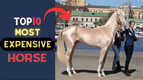 Top 10 Most Expensive Horse Breeds In The World 2023 Youtube
