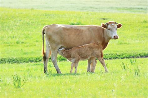Cow Mother And A Baby Stock Photo Image Of Meadow