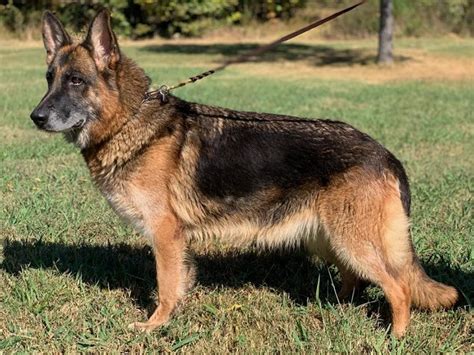 Von Anna German Shepherd Female Viva Vom Fleischerheim