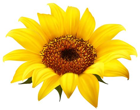 Sunflowers Clip Art Free