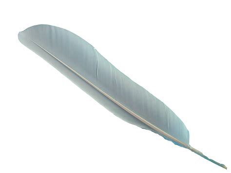 Feather Png Image With Transparent Background
