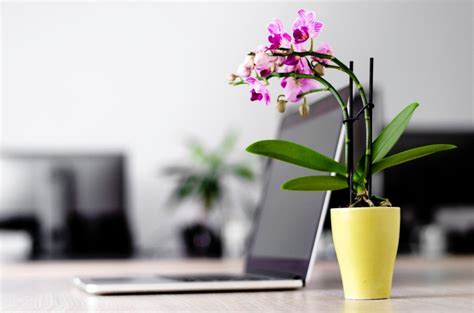 The Best Plants And Flowers For Your Office Orchidrepublic