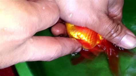 Goldfish Hand Breedingspawning Youtube