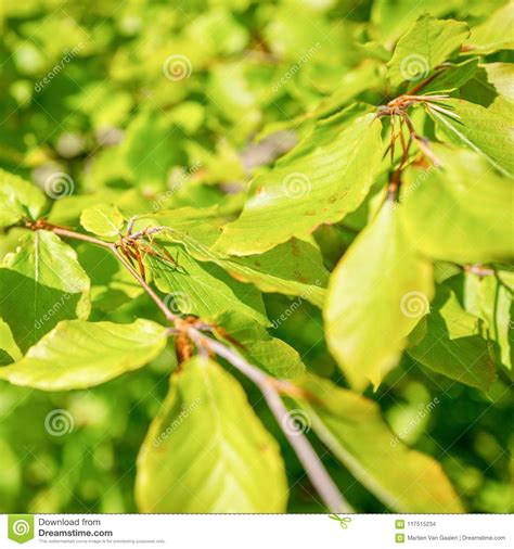 Beech Tree With Young Leaves Stock Photo Image Of Bright Close