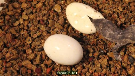 Time Lapse Gargoyle Gecko Egg Hatching Youtube