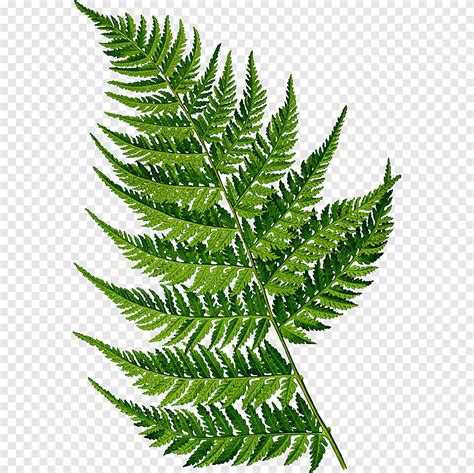 Green Fern Leafy Plants Painted Illustration Painting Acrylic