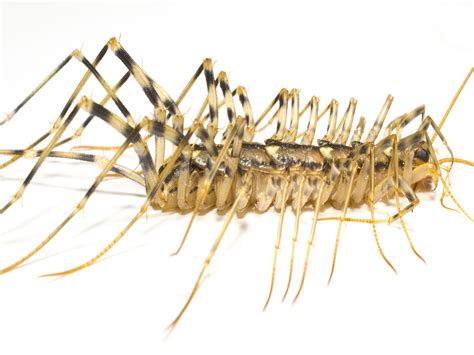 Centipede Alchetron The Free Social Encyclopedia