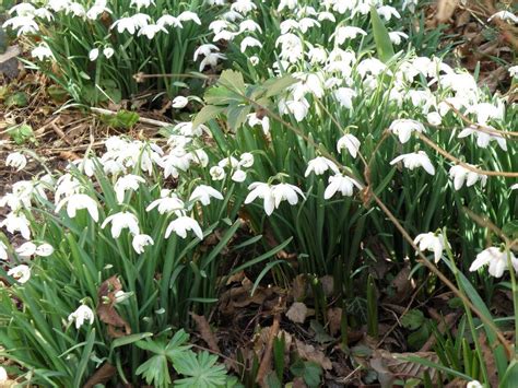 A double form of the common snowdrop, with six perfect outer petals producing a really attractive the leaves have folded edges. Photo of the entire plant of Snowdrop (Galanthus nivalis ...