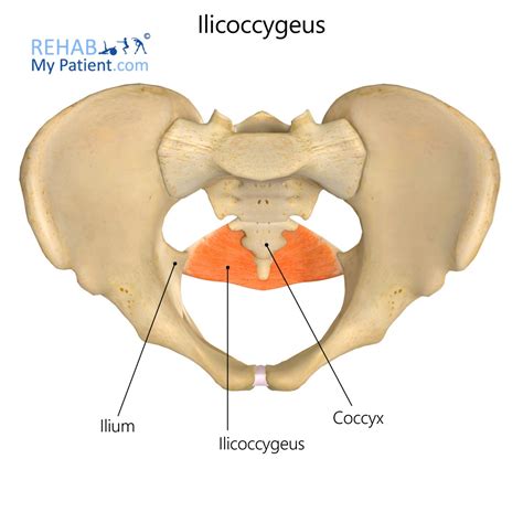 Iliococcygeus Muscle Origin And Insertion - Iliococcygeus | Rehab My Patient