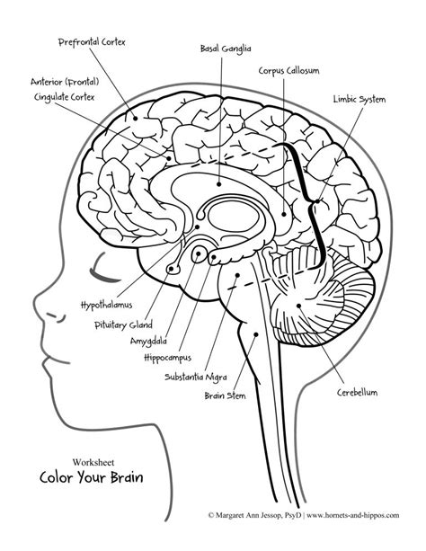 Parts Of Brain Coloring Page