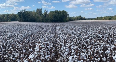 New Cotton Varieties For 2022