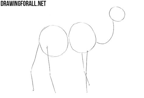 Learn how to draw a camel in few simple steps. How to Draw a Camel | Drawingforall.net