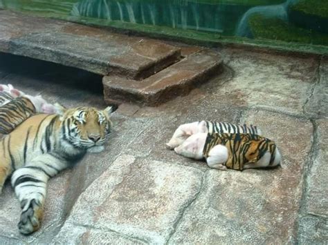 Tiger And Piglets