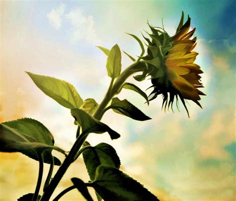Sunflower Reaching For The Sky Painted Photograph By Valerie Stein