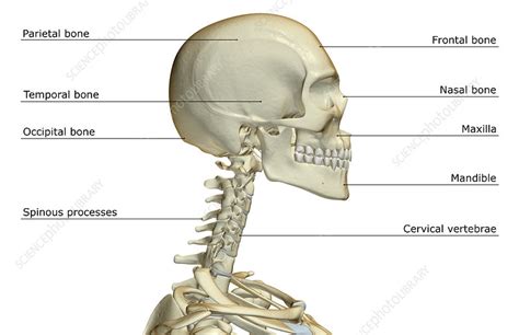 The Bones Of The Head And Neck Stock Image F0015907 Science