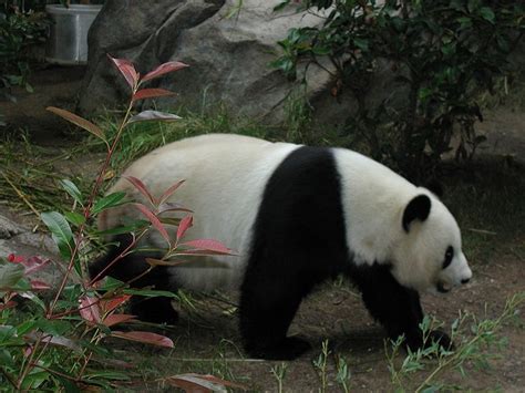 Panda At The San Diego Zoo We Had To Be Very Quiet For The Panda