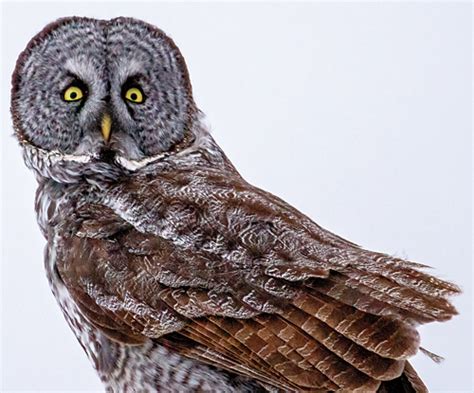 The Great Gray Owl Woods N Water News