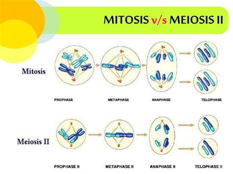 Ppt Meiosis Powerpoint Presentation Free Download Id 1917363