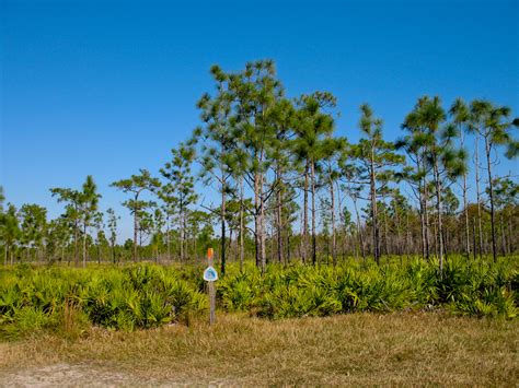 Florida Trail Orlando Florida Hikes