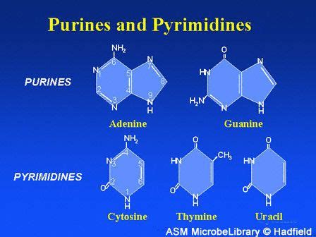 Always Pair Purines With Pyrimidines Human Anatomy And Physiology