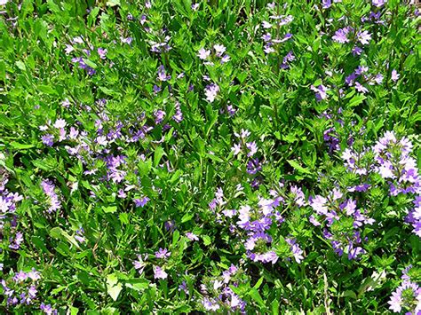 Scaevola Bombay Blue 2007 Annual Flower Research At Bluegrass Lane