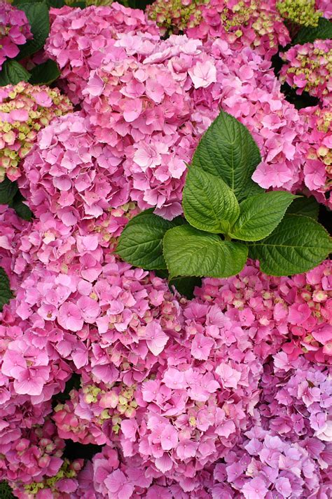 Pink Hydrangea Blooms With Foliage Free Stock Photo Public Domain