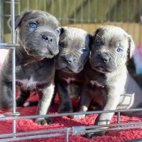Adorable Cane Corso Puppies For Sale Postadsph