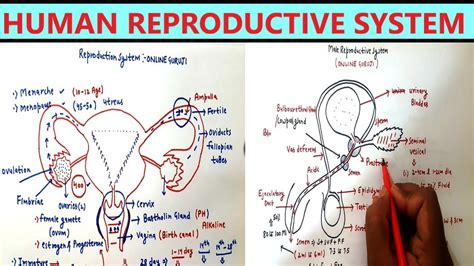 Human Reproductive System Complete Male And Female Reproductive System