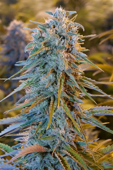 Mass planting, planter boxes, flowering garden specimens. Graine de cannabis Blue Dream - CannaPowerSeeds
