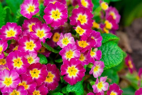 The Best Perennial Flowers To Thrive In Northern Utah Flowers