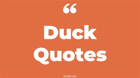 45 Perspective Donald Duck Quotes Daffy Duck Daisy Duck Quotes
