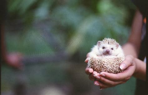 How To Care For A Pet African Pygmy Hedgehog