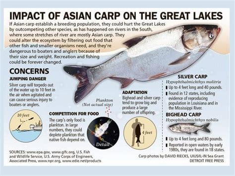 information about and recommended equipment for asian carp