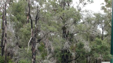 Lane Cove River Bushland A History Of Aboriginal Sydney