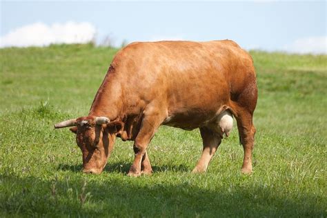 Taurine Cattle Alchetron The Free Social Encyclopedia