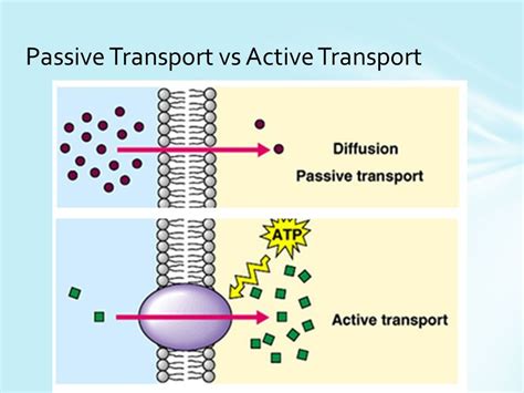 Cell Transport Diagram Quizlet